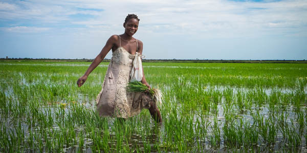 Standard Bank focuses on agriculture to boost job creation and investment in Mozambique